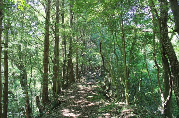 登山道　平らな道