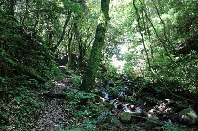 日金山　登山道
