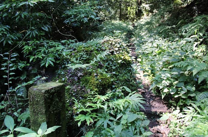 日金山　草に覆われた登山道