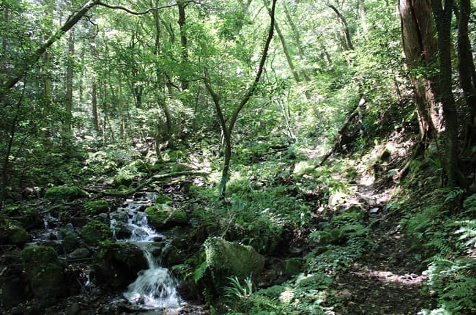 日金山　沢と登山道