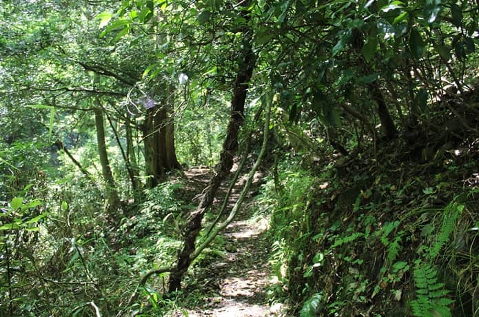 日金山　登山道を塞ぐ木