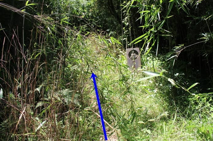 日金山　笹の葉に隠れた登山道