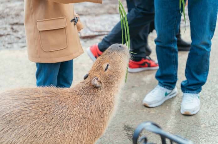 伊豆シャボテン動物公園