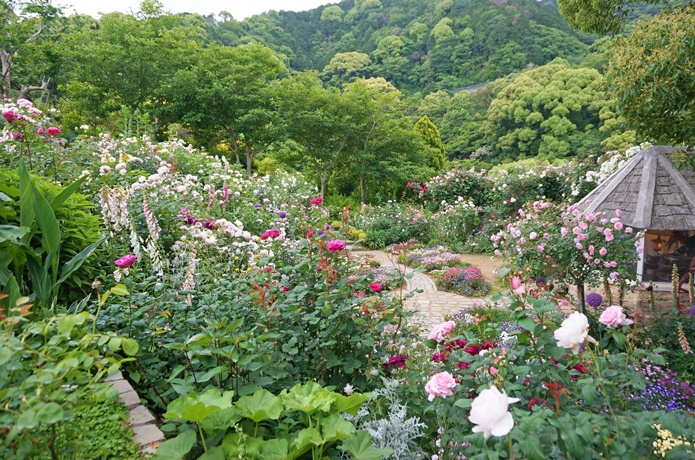 garden2　ACAO