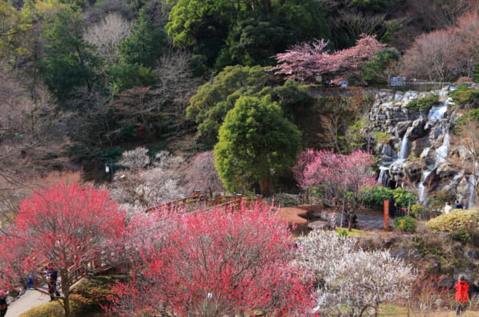 熱海梅園