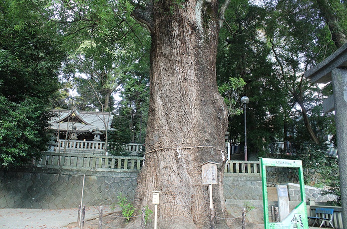 五所神社クスノキ