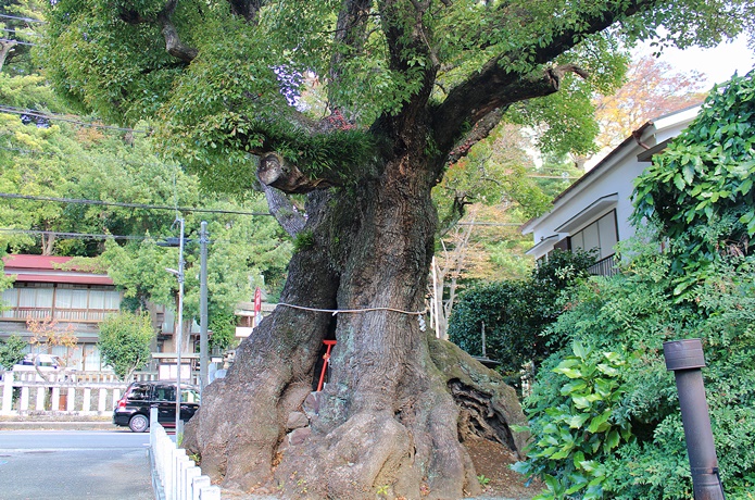 湯河原　明神の楠