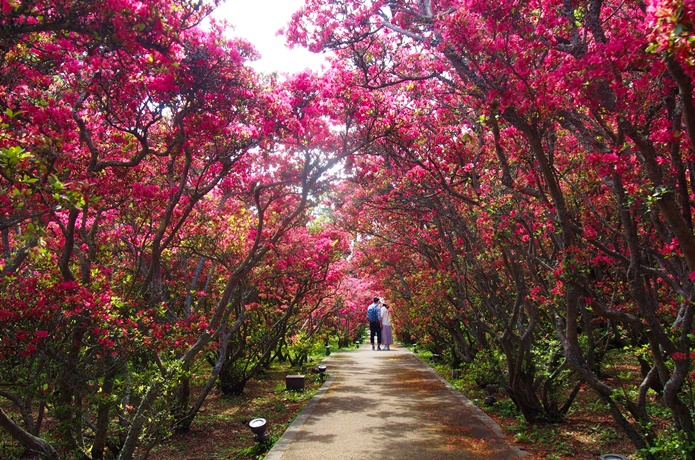 小室山公園のつつじ