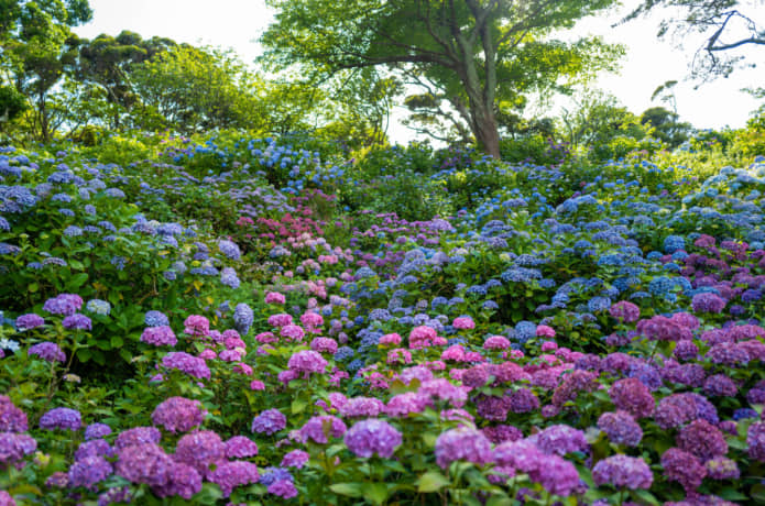 下田公園　あじさい