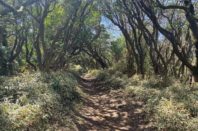 登山道　木陰