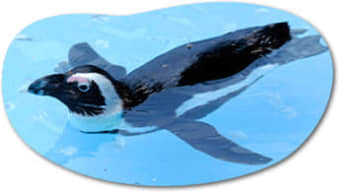 ペンギンと記念写真