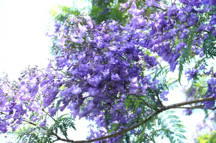 ジャカランダの花