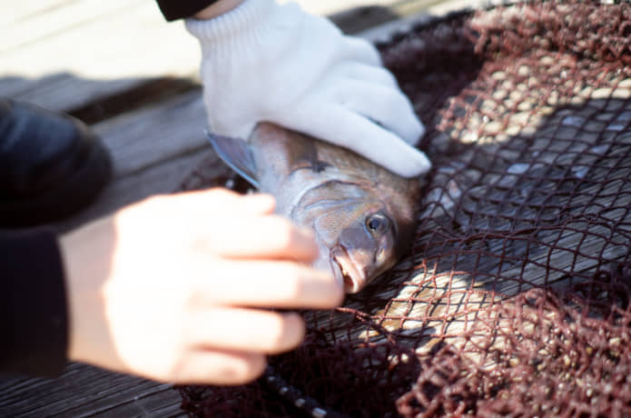 釣れた鯛
