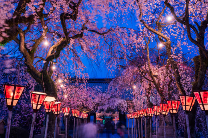 三嶋大社の夜桜と灯籠