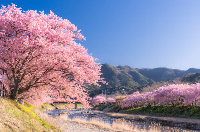 河津町の河津桜