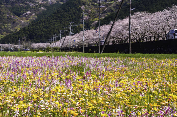 松崎町の田んぼをつかった花畑