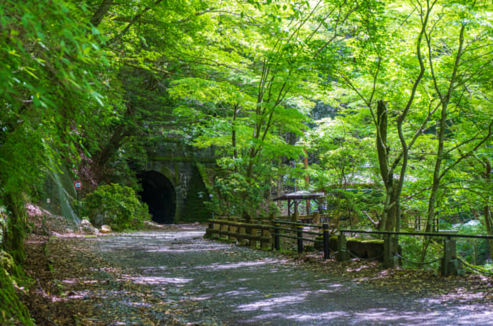 旧天城トンネル入り口付近の森林