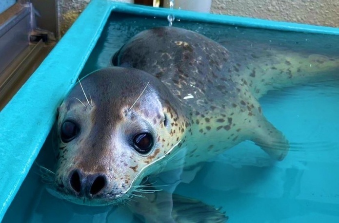 プールで泳ぐアザラシ