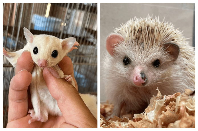 ふれあいコーナーのフクロモモンガとハリネズミ
