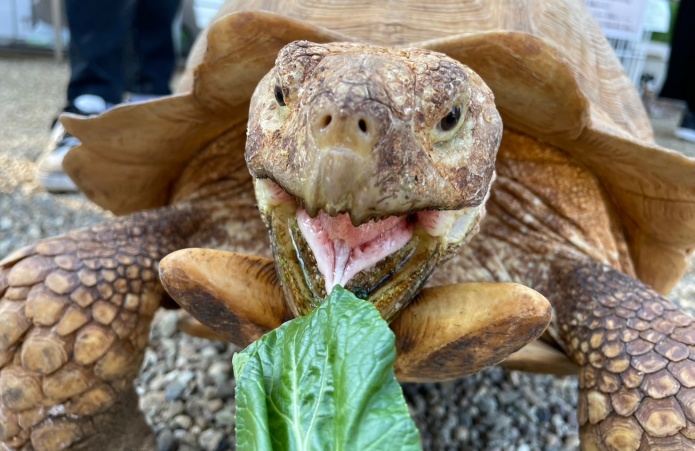 餌やり体験のカメ