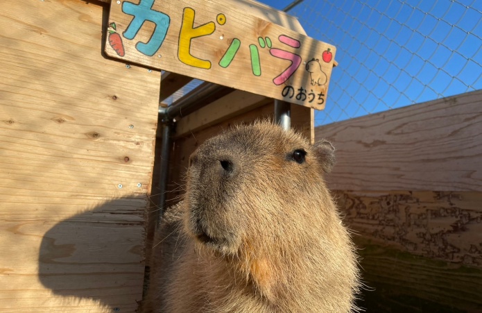 餌やり体験のカピバラ