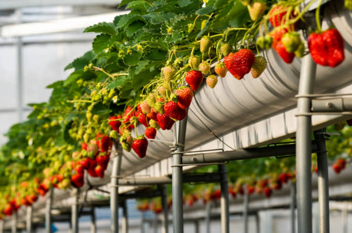 高設栽培のいちご